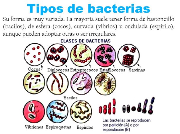 ¿Qué son las bacterias en el reino mónera?